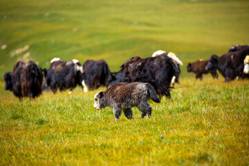 A herd of yaks graze in the mountains. Himalayan big yak in a beautiful landscape. Hairy cow cattle wild animal in nature in Tibet. Sunny summer day in the wild. Farm animal in Nepal and Tibet.