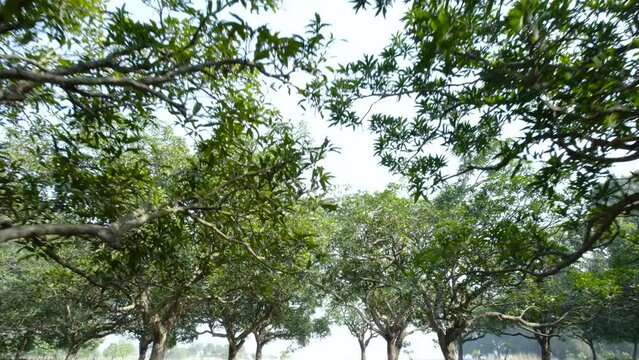 Aerial view of mango tree plantation, green and organic fruit garden