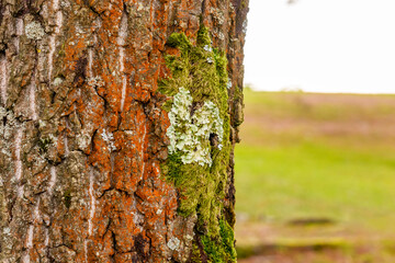 Xanthoria parietina lichen on tree trunk