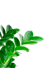 green Zamioculcas zamiifolia plant with white background