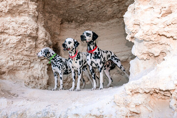 Portrait of three beautiful young Dalmatian dogs standing in a cave