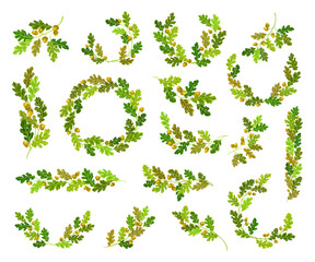 Oak Branches with Green Leaves and Acorns Big Vector Set