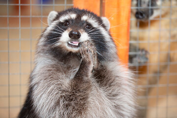 Funny raccoon in the petting zoo.