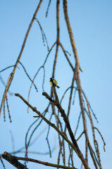 Titmouse on a tree, Polish bird, little birds, drzewo, 
flying bird, 
sparrow