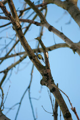 Titmouse on a tree, Polish bird, little birds, drzewo, 
flying bird, 
sparrow