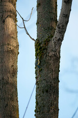 Titmouse on a tree, Polish bird, little birds, drzewo, 
flying bird, 
sparrow