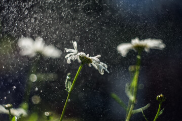 Flower in the rain
