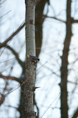 Titmouse on a tree, Polish bird, little birds, drzewo, 
flying bird, 
sparrow