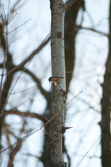 Titmouse on a tree, Polish bird, little birds, drzewo, 
flying bird, 
sparrow