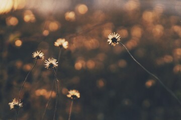 dandelion in the wind