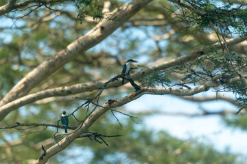 Kingfisher or Alcedo atthis perches on branch