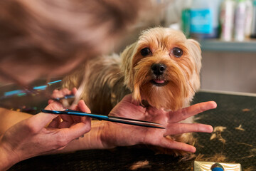 Dog Yorkie in a grooming salon getting a haircut 