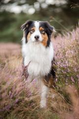 Australian Shepherd black-tri, Hund im Sommer beim Spaziergang in sommerlicher Umgebung, Freilauf ohne Leine