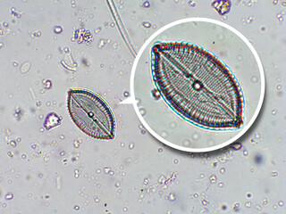 Diatoms, algae under microscopic view, phytoplankton, fossils, silica, golden yellow algae