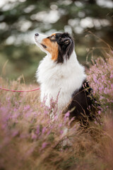 Australian Shepherd black-tri, Hund im Sommer beim Spaziergang in sommerlicher Umgebung mitLeine