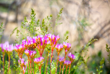 Obraz premium Butterfly sits on a flower. Spring flowers under the rays of sunlight. Lilac flower close-up. Beautiful landscape of nature. Hi spring. Beautiful flowers on a green meadow.