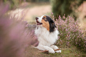 Australian Shepherd black-tri, Hund im Sommer beim Spaziergang in sommerlicher Umgebung kaut auf Stock, Holz