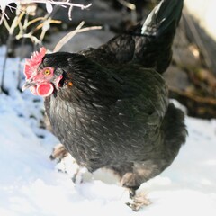 Hedemora hen