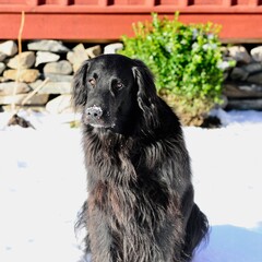 Dog outside of the henhouse