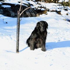 Flat Coated Retriever in snow