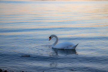 Obraz premium Swan swims in the sea