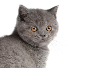 Cute muzzle of a British kitten close-up on a white background. Gray kitten with yellow eyes.