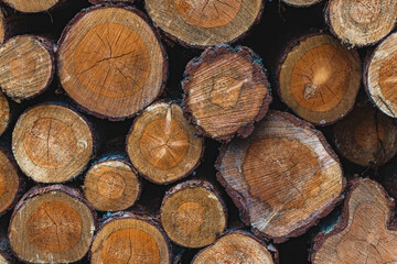 Felled trees lying in a heap on top of each other, side view