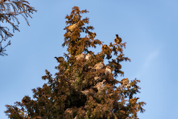 A flock of sparrows perched on a needle juniper