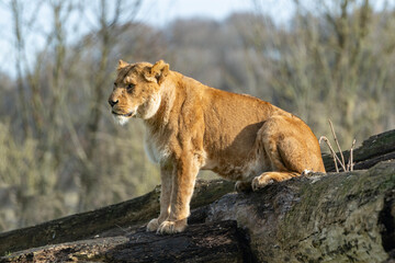 lion in the grass