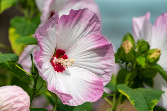 Large flowers of rose mallow