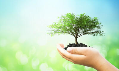 ESG concept: Human hands holding big tree over blurred nature background