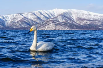 Foto op Aluminium 屈斜路砂湯の白鳥　冬の北海道道東観光1月  © ibuki