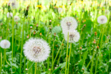 Glade of fresh meadow dandelions on a sunny spring day. Flowering dandelions. Excellent background for the expression of spring mood.