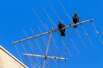 Urubus IMG_9932