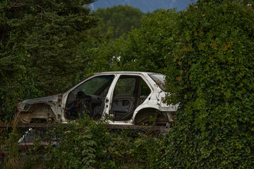 Abandoned white car in a junkyard with nature growing around it