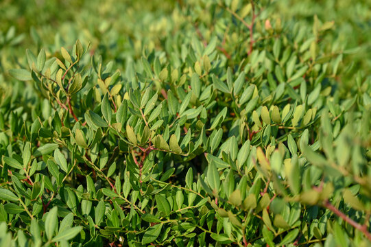 Pistacia lentiscus or mastic tree. Leaves of dioecious evergreen shrub.