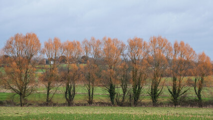 A row of lime trees in an English farm field in winter