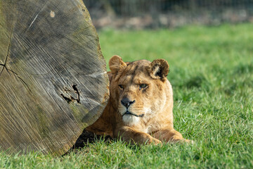 lion in the grass