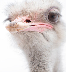 close up of a ostrich