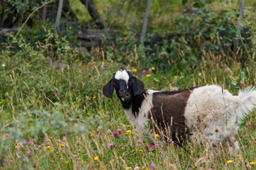 Anglo Nubian goat eating thistle flowers in chilean argentinian patagonia