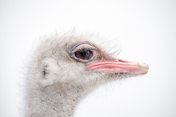 ostrich head close up