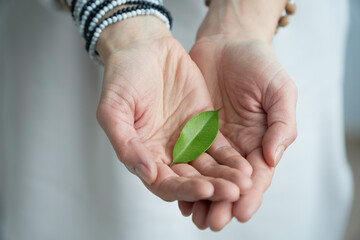 Female hands holding a green leaf. Close up view.