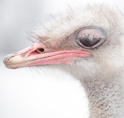 ostrich head close up