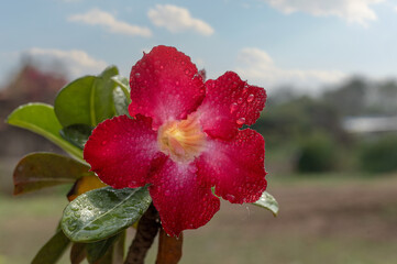 Adenium or desert rose flower is medicinal herbs. (Impala Lily, Mock Azalea, Pink adenium). white sky blue background.