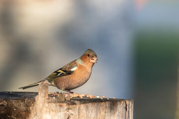 Common Chaffinch eating on a tree stump