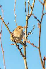 Eurasian Blackcap perched on a tree branch
