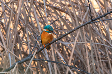 Common Kingfisher perched on a tree branch