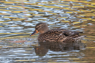 mallard duck swimming on the surface of a pond in the morning light