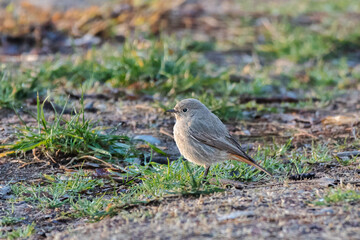 Black Redstart on the ground of a garden