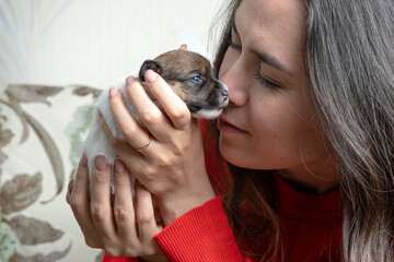 Cute little jack russell terrier puppy on female hands. A beautiful little puppy who recently opened his eyes.